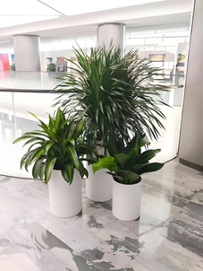 奉化花卉租摆，优质服务，让花卉装饰点亮你的世界！